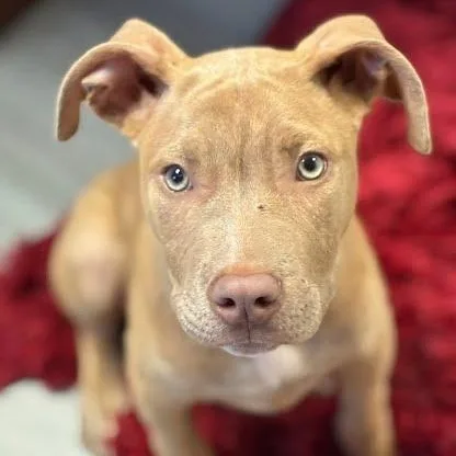 A baby medium-sized male American Staffordshire Terrier dog named Seal for adoption in Myrtle Beach, SC