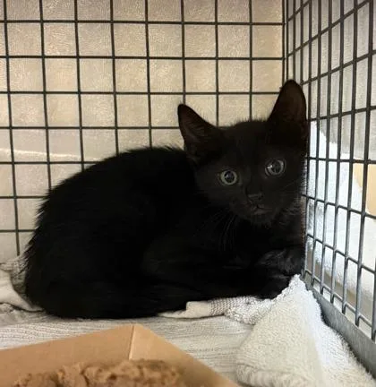 A baby small-sized male Domestic Short Hair cat named Sheeba for adoption in Honolulu, HI