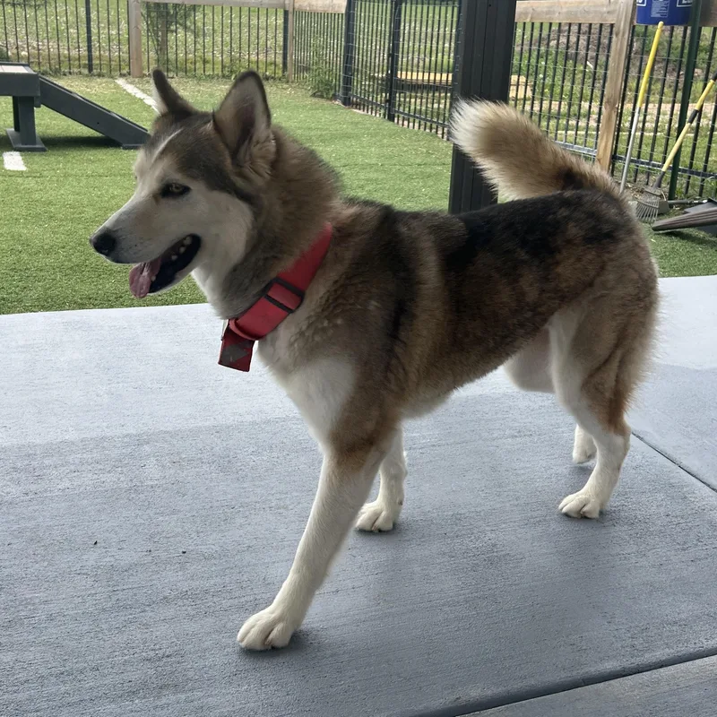 An adult medium-sized female Siberian Husky dog named Ellie for adoption in Seward, NE