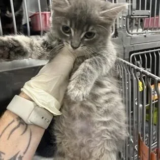 A baby small-sized female Gray / Blue / Silver Domestic Medium Hair cat named Wheezy for adoption in Novelty, OH