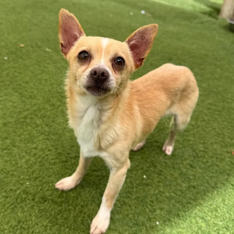 A senior small-sized male Yellow / Tan / Blond / Fawn Chihuahua dog named Peanut for adoption in LOXAHATCHEE, FL