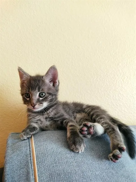 A baby small-sized male Domestic Short Hair cat named A for adoption in San Bernardino, CA