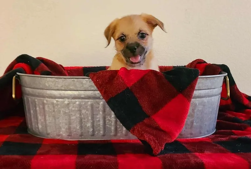 A baby small-sized male White / Cream Terrier dog named Monterey for adoption in Canyon Country, CA