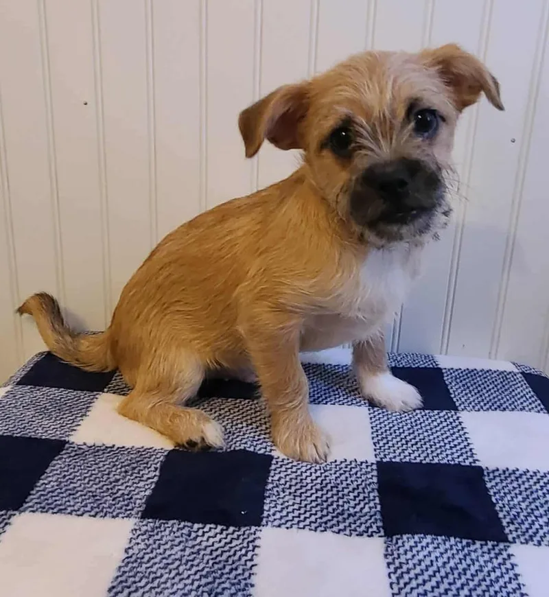 Monterey thumbnail 5