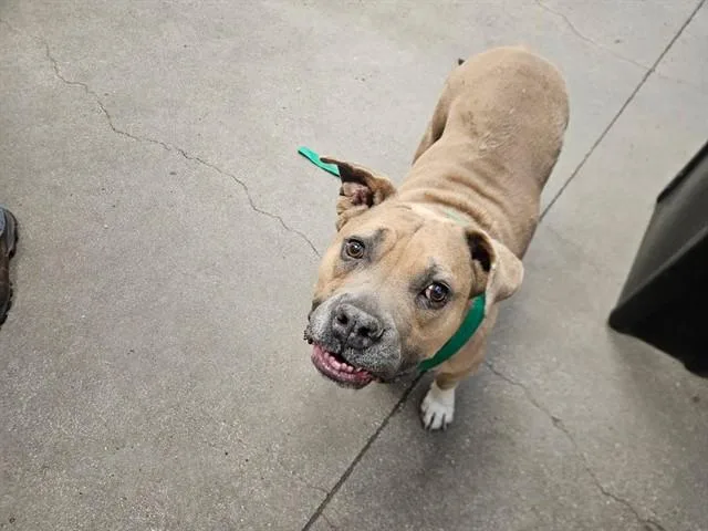 An adult small-sized female Pit Bull Terrier dog named Baby for adoption in Tucson, AZ