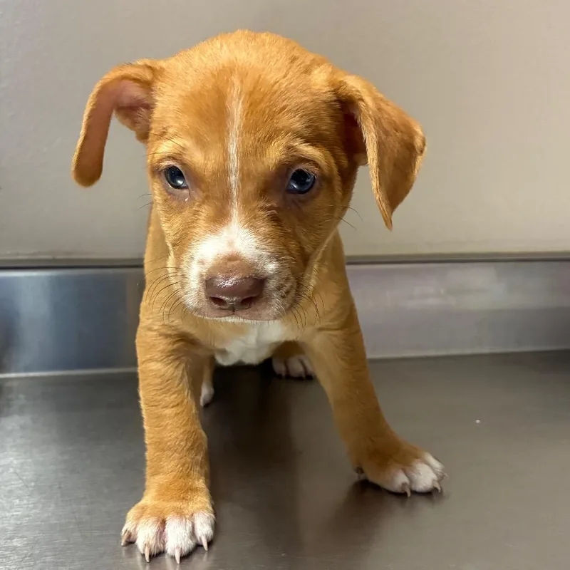 A baby small-sized male Yellow / Tan / Blond / Fawn Terrier dog named Jensen for adoption in San Antonio, TX