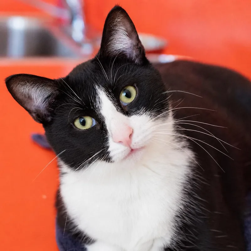 An adult large-sized male Black & White / Tuxedo Domestic Short Hair cat named Dyson for adoption in Pontiac, MI