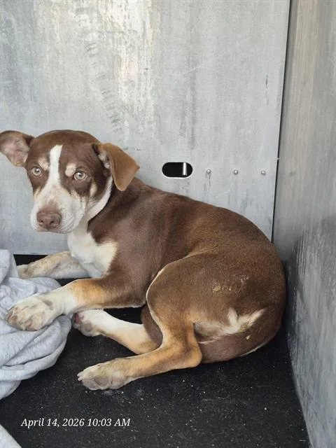 An adult small-sized male Terrier dog named Brownie for adoption in San Antonio, TX