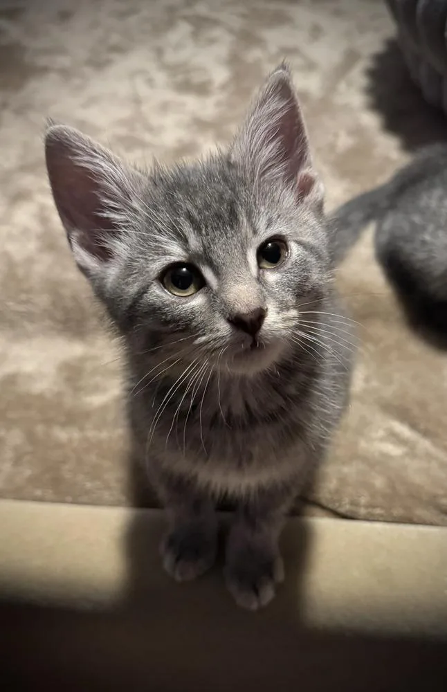 A baby medium-sized male Gray / Blue / Silver Domestic Short Hair cat named Iron Man for adoption in Westfield, WI