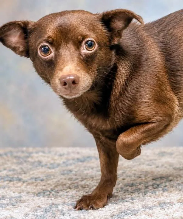 An adult small-sized female Chihuahua dog named Polly for adoption in Westfield, NY