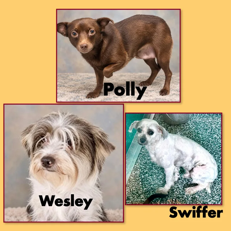 Polly thumbnail 3