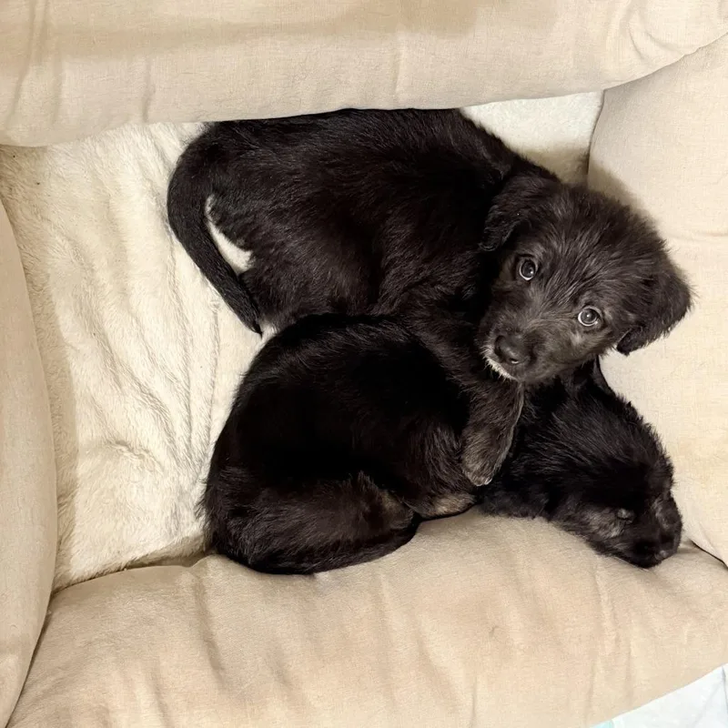 A baby small-sized male Mixed Breed dog named Zavier for adoption in Indianapolis, IN
