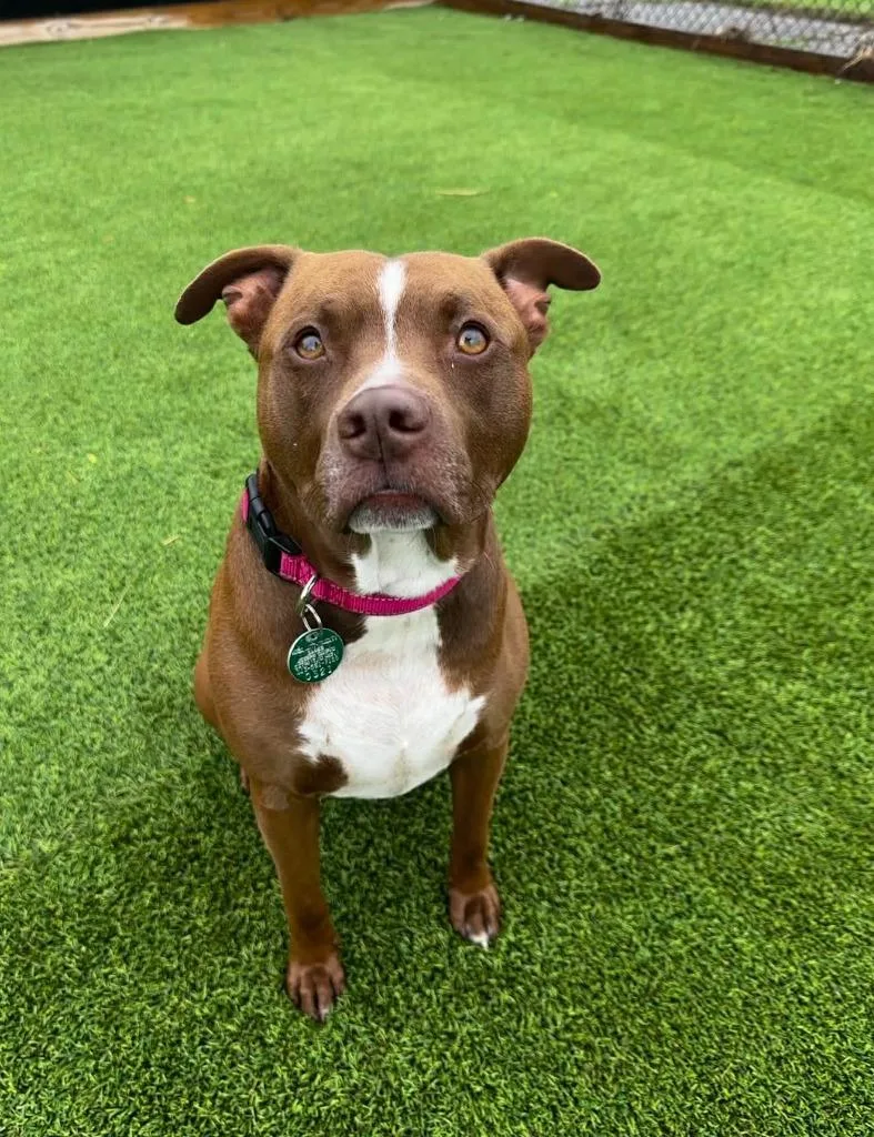 An adult large-sized male Mixed Breed dog named Rusty for adoption in Detroit, MI