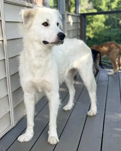 An adult large-sized female Great Pyrenees dog named Snow for adoption in Malvern, PA