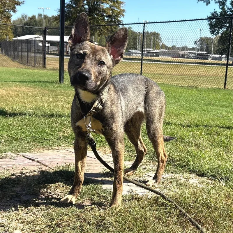 A young medium-sized female Black German Shepherd Dog named Keke for adoption in Cabot, AR