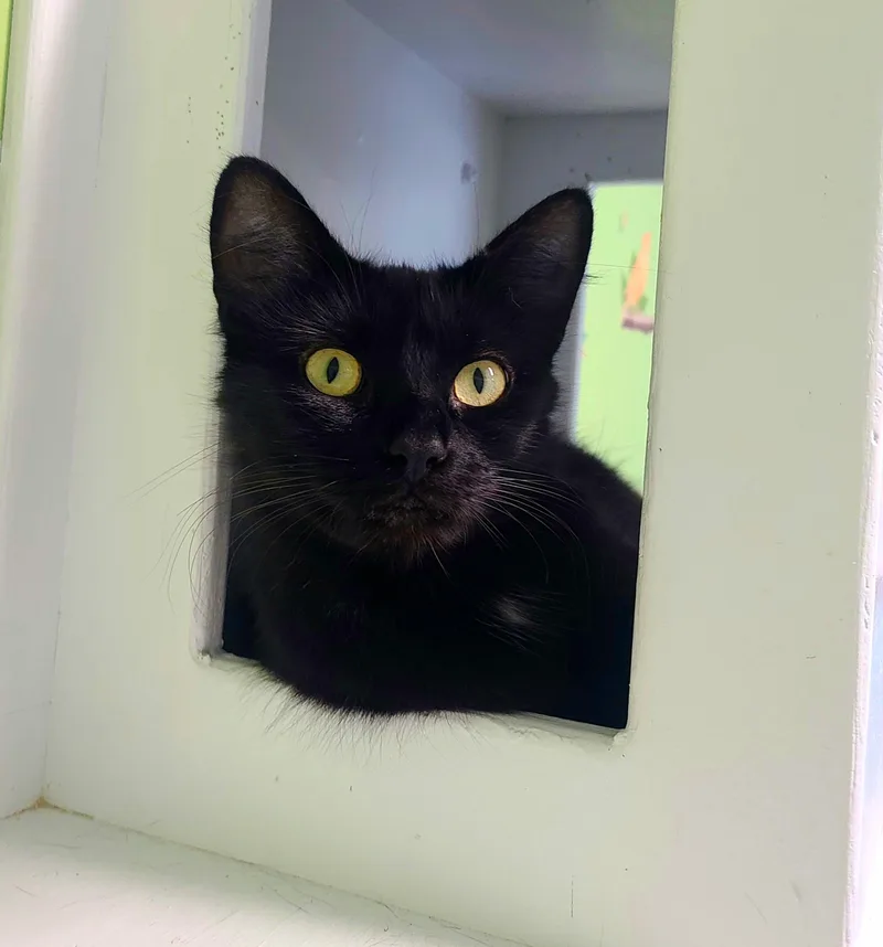 A young medium-sized female Black Domestic Short Hair cat named Delta for adoption in Kirkland, WA