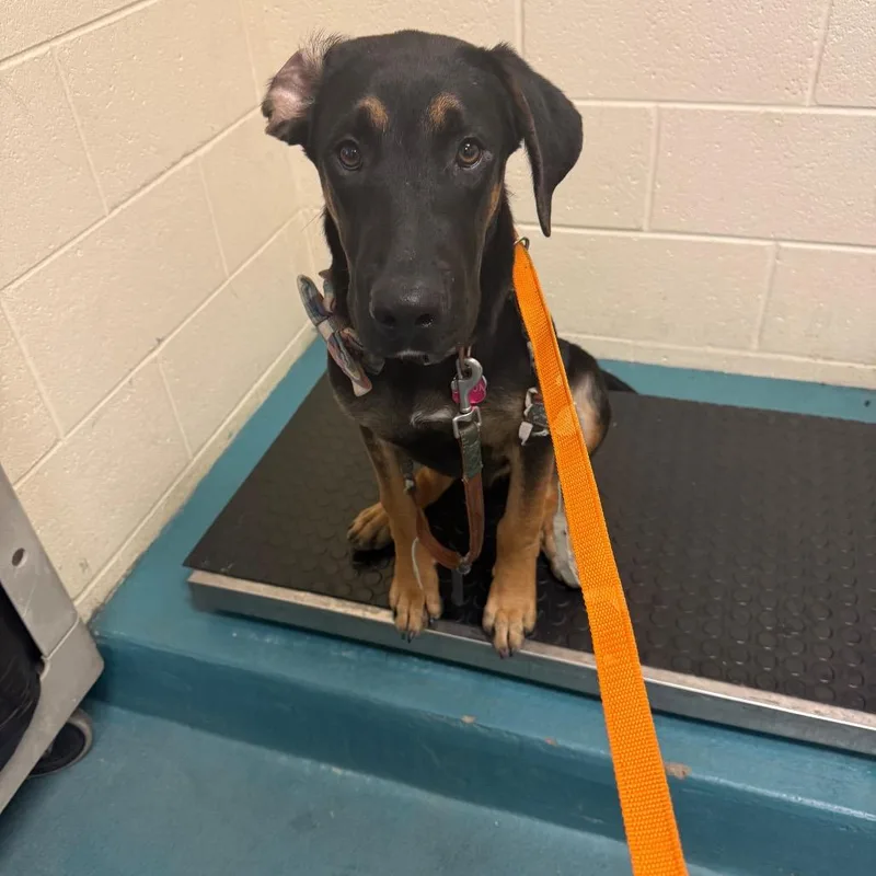 An adult medium-sized male Mixed Breed dog named Jethro for adoption in Memphis, TN