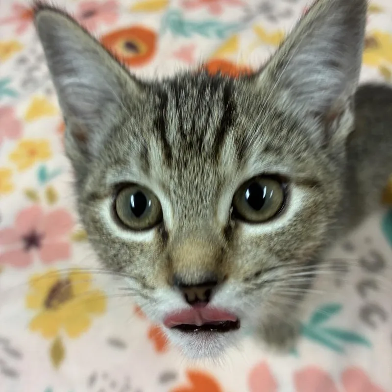 A baby small-sized female Brown / Chocolate Domestic Short Hair cat named Pickles for adoption in Tulsa, OK