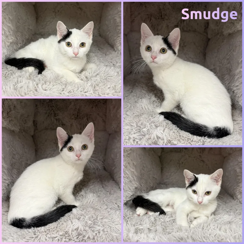 A baby small-sized female Black & White / Tuxedo Domestic Short Hair cat named Smudge for adoption in Louisville, KY