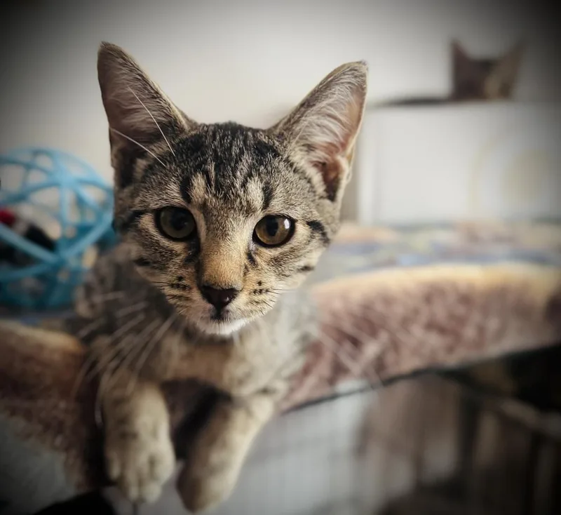 O’Malley thumbnail 2