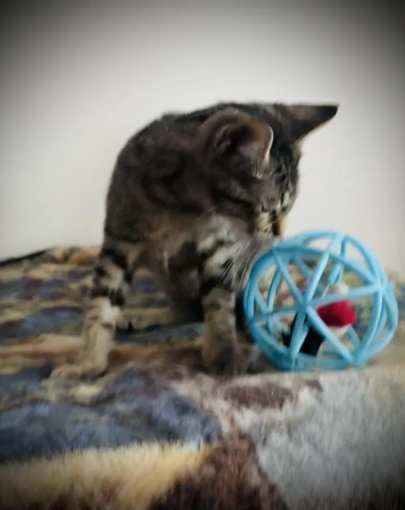 O’Malley thumbnail 4