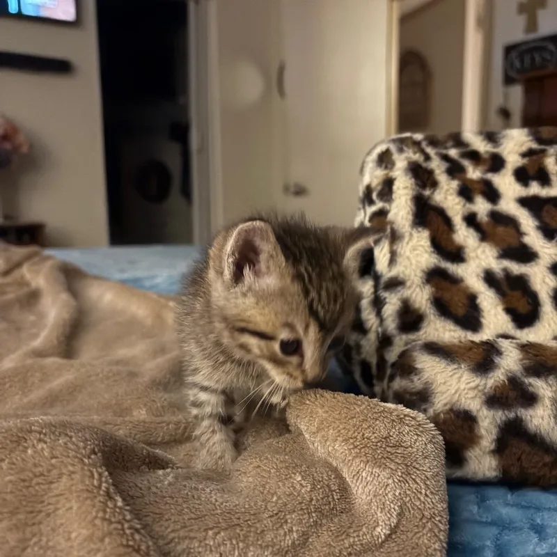 Ralphie
