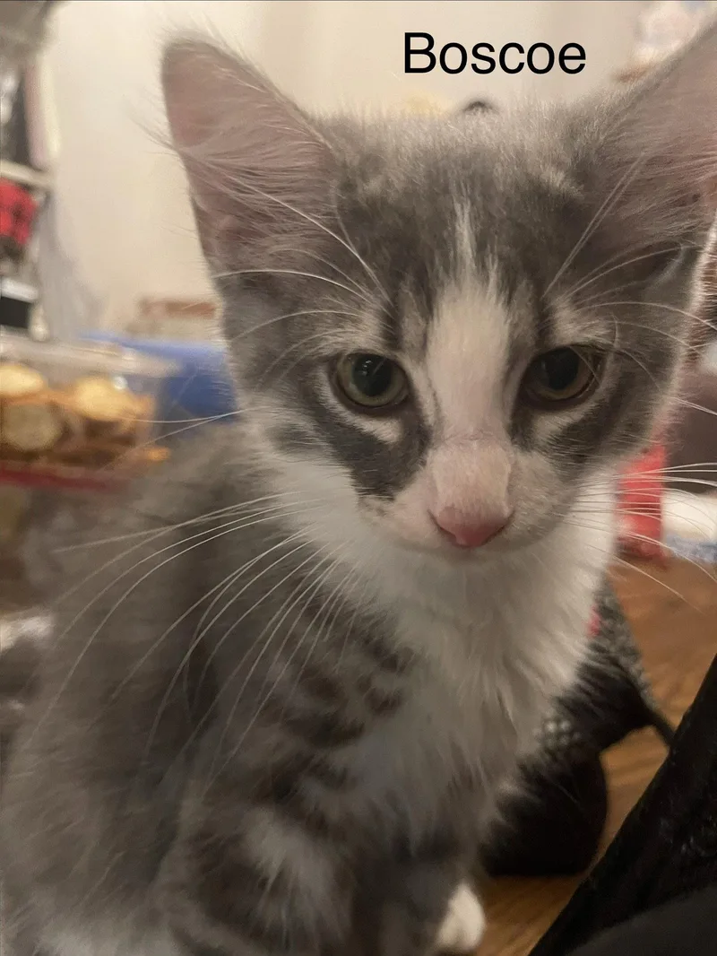 Boscoe