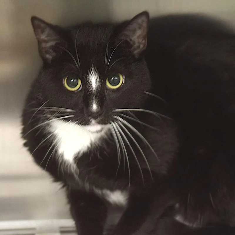 An adult medium-sized female Black Domestic Short Hair cat named Nawi for adoption in Belleville, IL