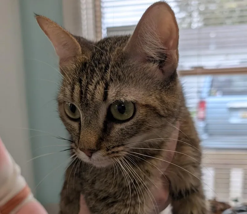 A young medium-sized female Tabby (Brown / Chocolate) Domestic Short Hair cat named Saige for adoption in Adrian, MI