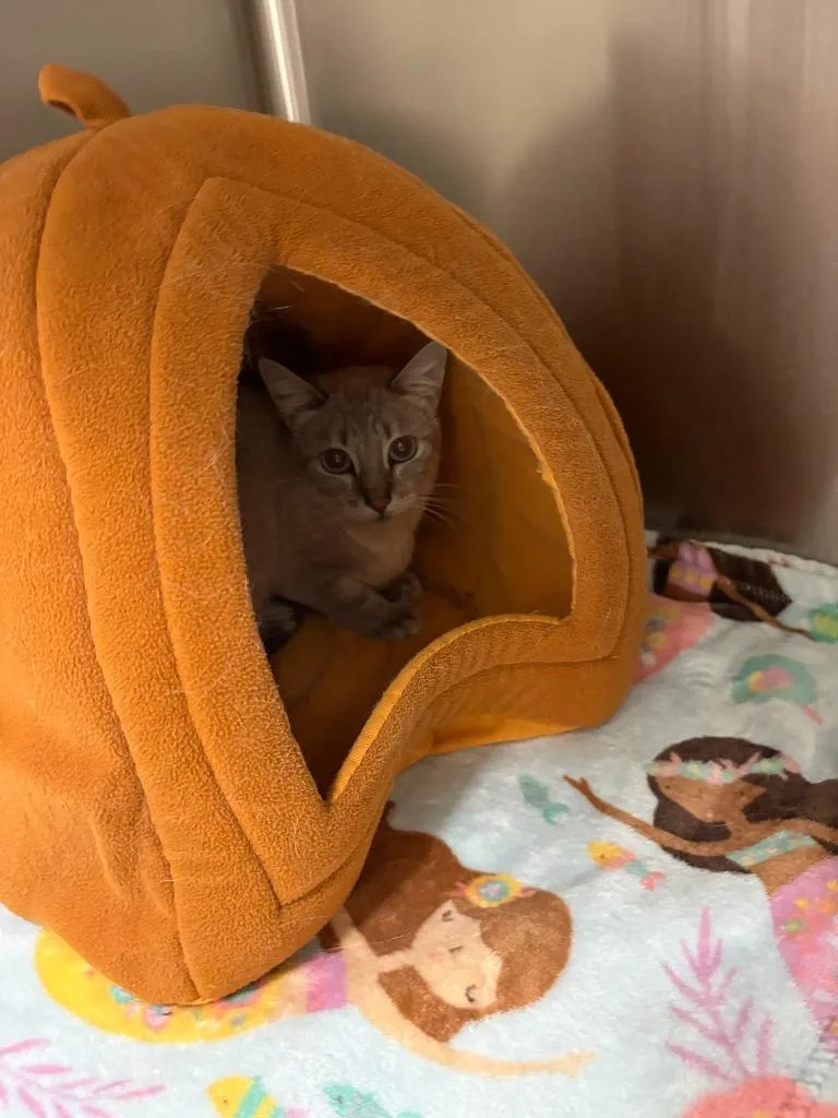 An adult small-sized female Siamese cat named Gabby for adoption in Twentynine Palms, CA