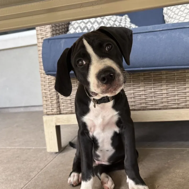 A young medium-sized male English Pointer dog named Chip for adoption in Brownsville, TX