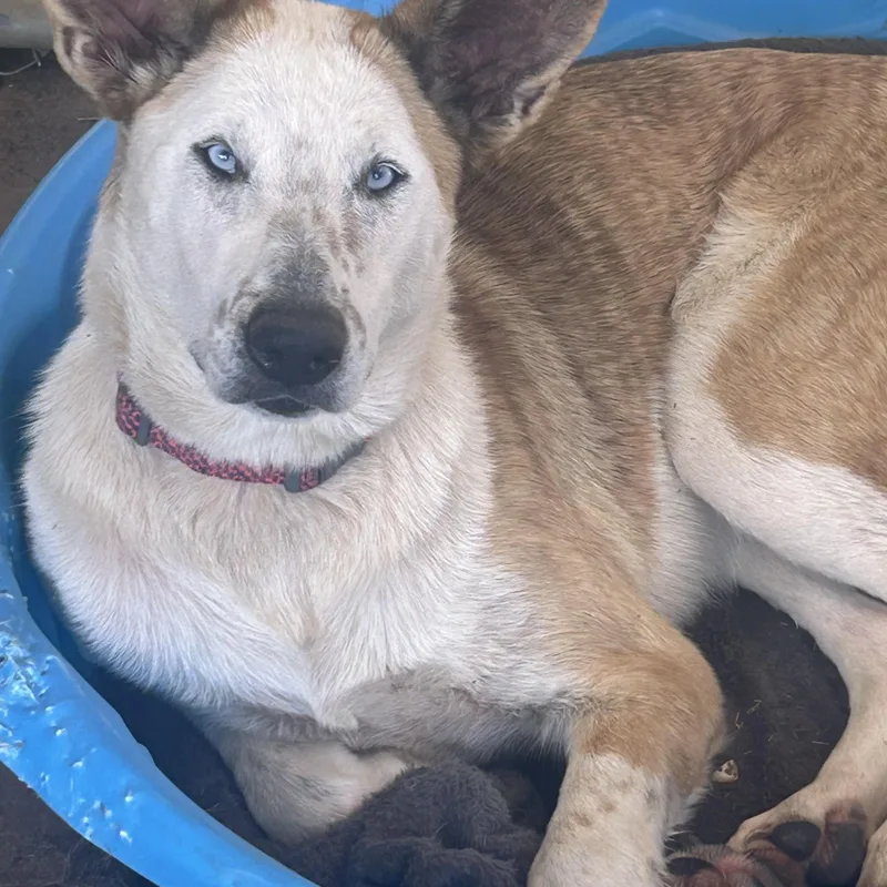 A young large-sized female White / Cream Australian Cattle Dog / Blue Heeler dog named Violet for adoption in Okolona, MS