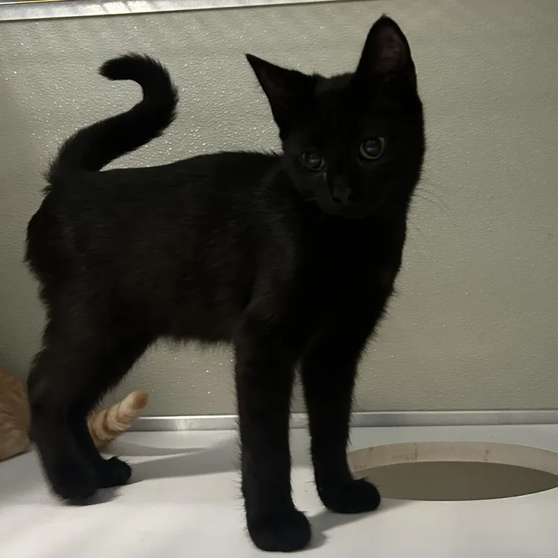 A baby small-sized female Black Domestic Short Hair cat named Relish for adoption in Chesapeake, VA
