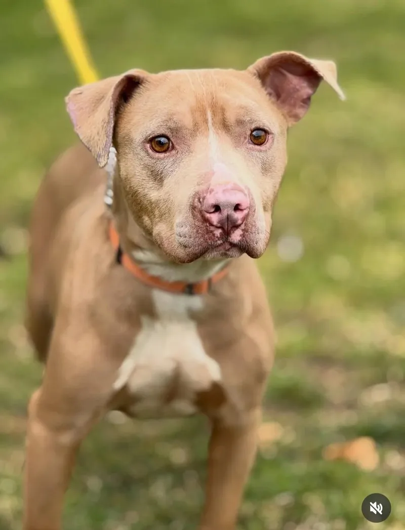 An adult medium-sized male Pit Bull Terrier dog named Austin for adoption in San Francisco, CA