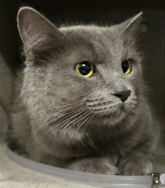 An adult medium-sized female Domestic Medium Hair cat named Bluebell for adoption in Lancaster, CA