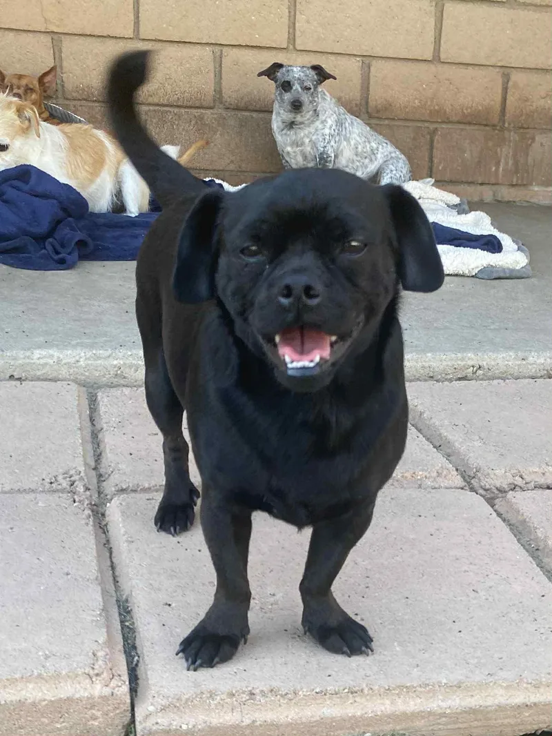 An adult small-sized male Pug dog named Apollo for adoption in La Verne, CA