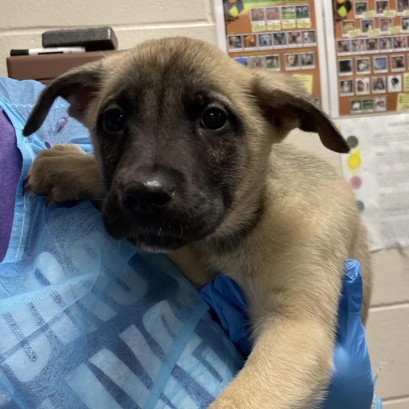 A baby medium-sized female Brown / Chocolate Husky dog named Eira for adoption in San Antonio, TX