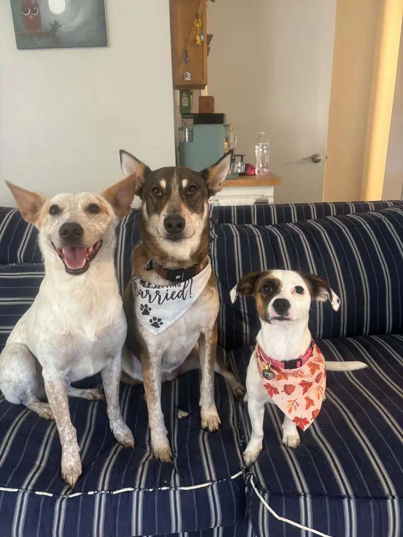 A young small-sized female Jack Russell Terrier dog named Maple for adoption in La Verne, CA