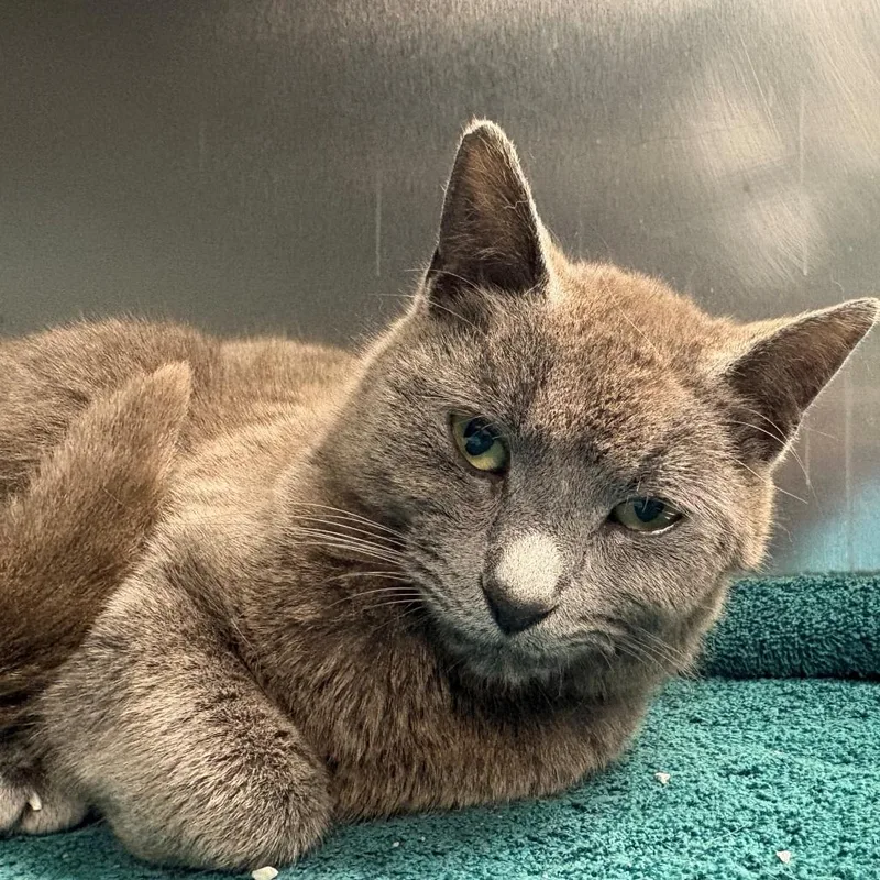A young medium-sized female Gray / Blue / Silver Domestic Short Hair cat named Carbon for adoption in East Hanover, NJ