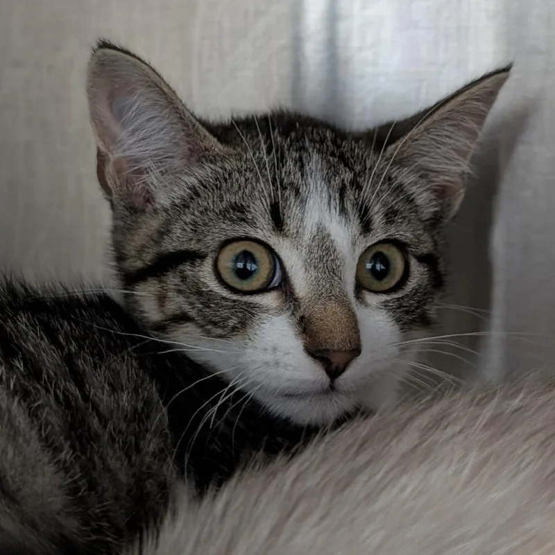 A baby medium-sized female Domestic Short Hair cat named Penny for adoption in Shoreline, WA