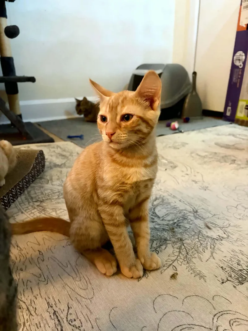 A baby small-sized male Tabby (Orange / Red) Domestic Short Hair cat named Rafiki for adoption in Wilmington, NC