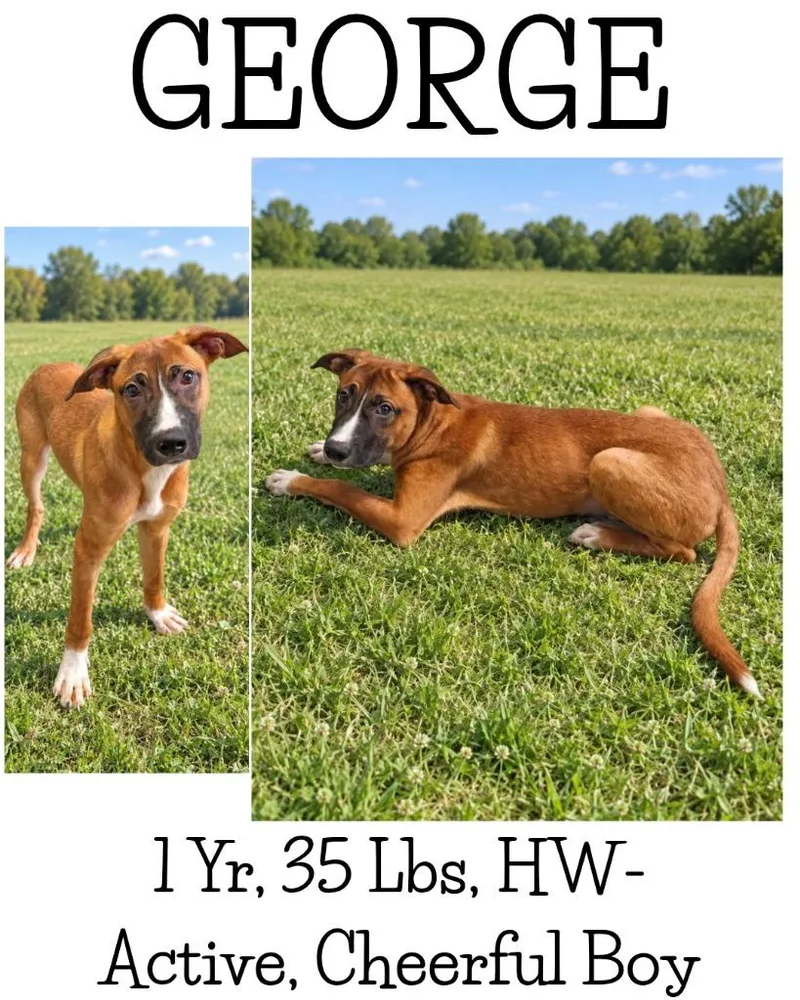George thumbnail 3