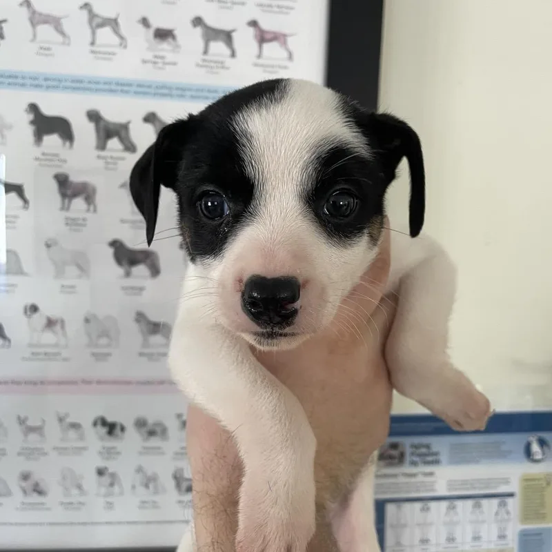 Pup  Chicka