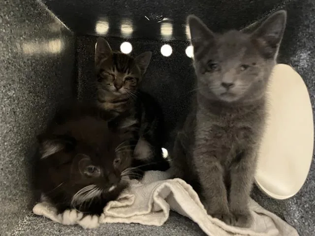 A baby small-sized female Domestic Short Hair cat named Jules for adoption in Tustin, CA