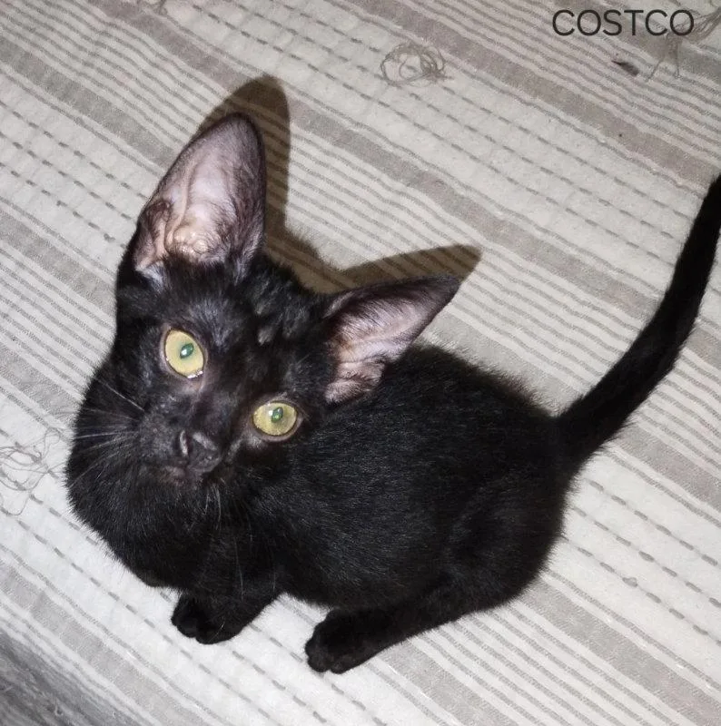 A young medium-sized male Black Domestic Short Hair cat named Costco for adoption in Ocala, FL