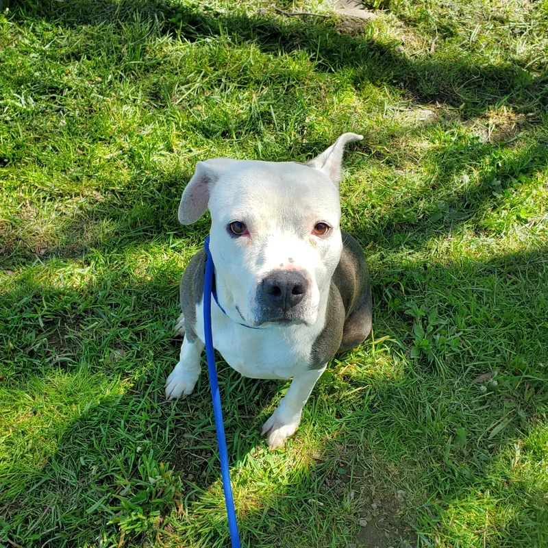 A young large-sized female Gray / Blue / Silver Pit Bull Terrier dog named Nyrissa for adoption in Jersey city, NJ