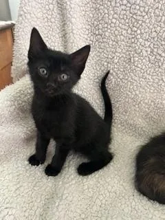 A baby small-sized female Black Domestic Short Hair cat named Monica for adoption in Oradell, NJ