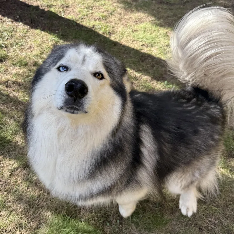 An adult large-sized male Alaskan Malamute dog named Jasper for adoption in Bellaire, MI