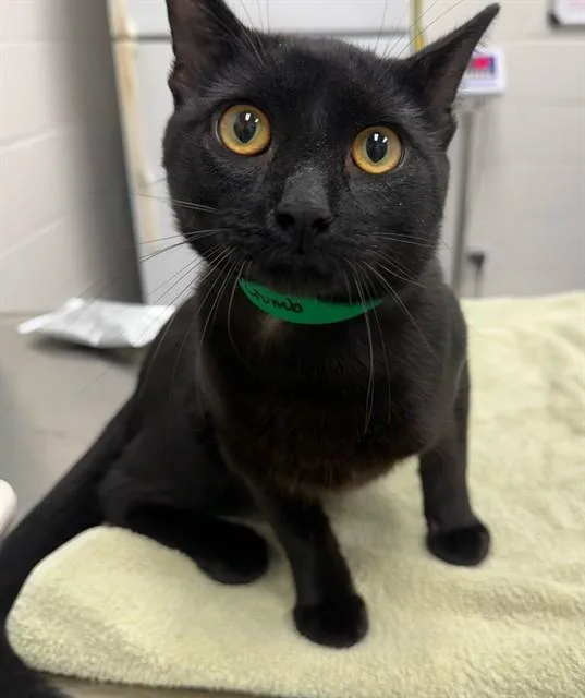 A young medium-sized male Domestic Short Hair cat named Archibald Crumb for adoption in Peoria, IL