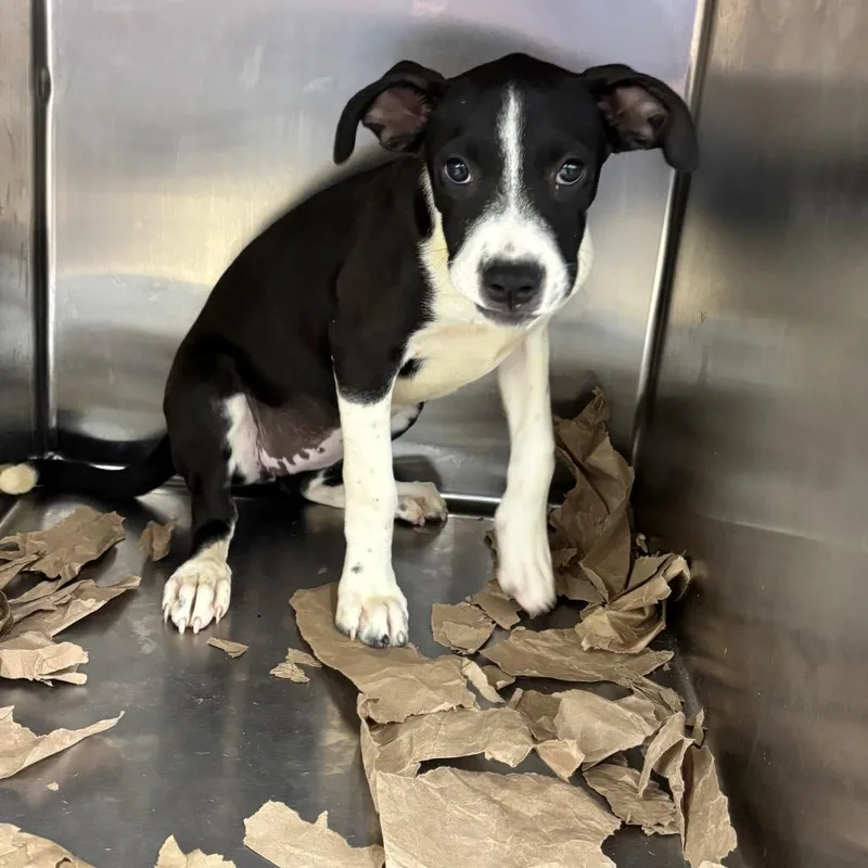 A baby small-sized female Black Terrier dog named Charlize for adoption in Parrish, AL